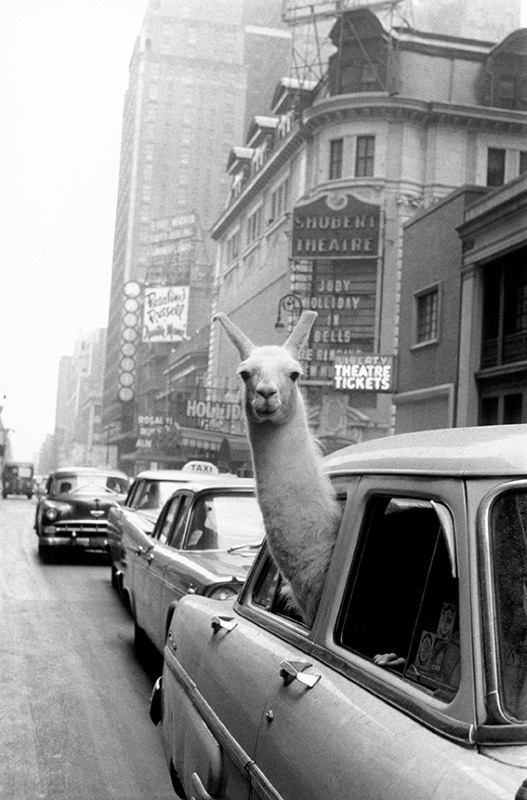 Un lama a Times Square, New York 1957 © Fotohof archiv Inge Morath Foundation Magnum Photos Un lama a Times Square, New York 1957 © Fotohof archiv Inge Morath Foundation Magnum Photos