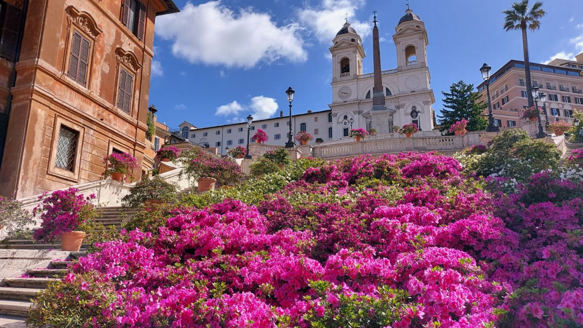 Le azalee capitoline a piazza di Spagna