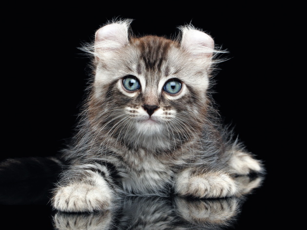 American Curl al SuperCat Show 2025 American Curl al SuperCat Show 2025