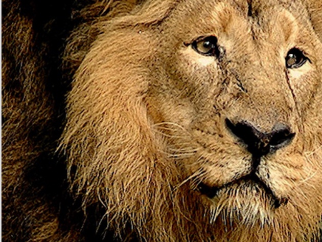 Itinerario culturale Animali della Bibbia-Foto: sito ufficiale del Bioparco Itinerario culturale Animali della Bibbia-Foto: sito ufficiale del Bioparco