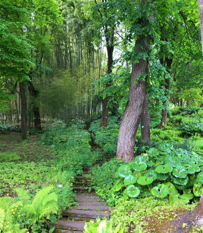 Bosco bambù Orto Botanico 