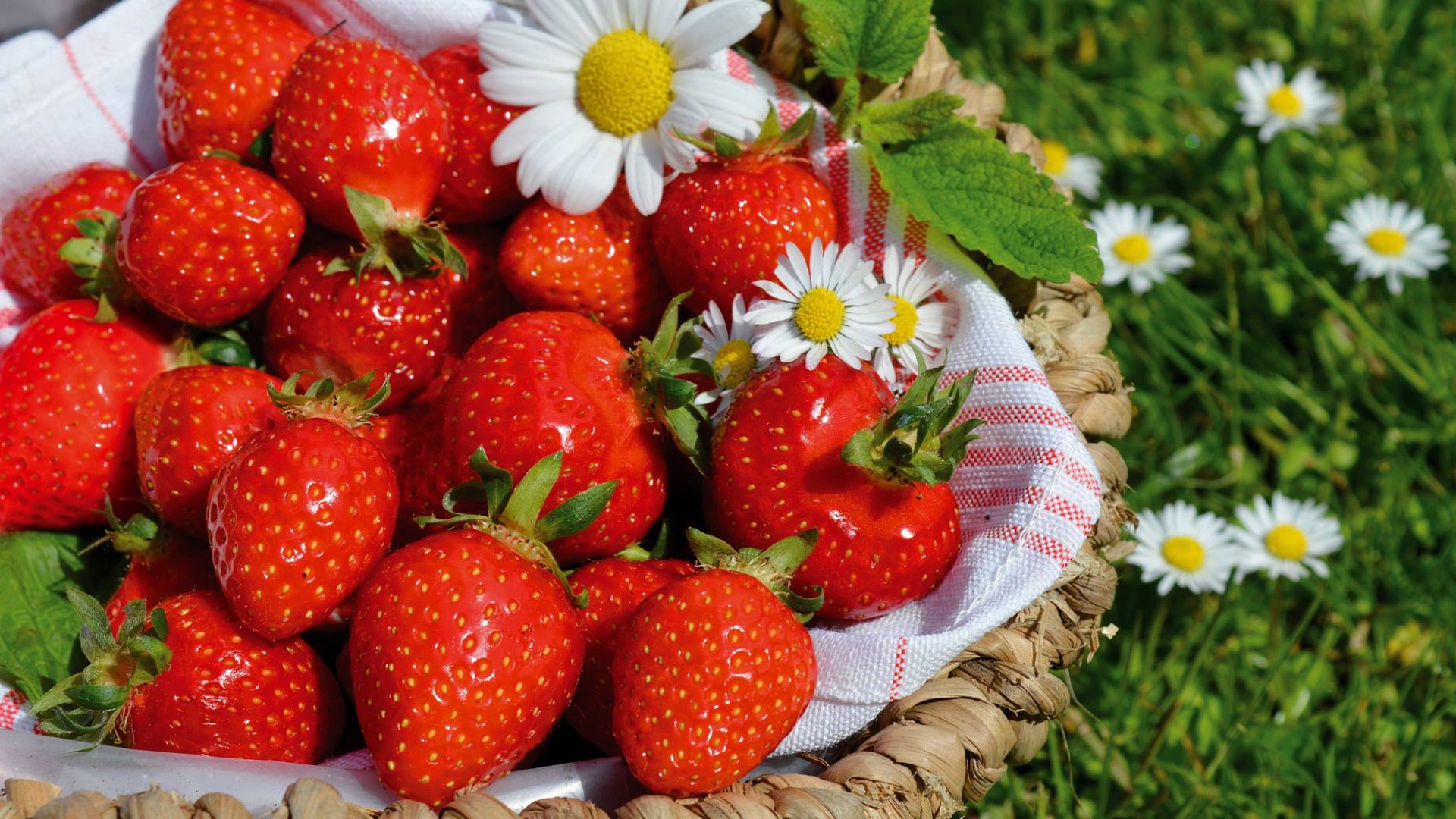 Fragole e fragoline di Nemi: i frutti della delizia