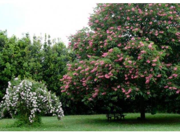 Giardino delle Rose Del Bufalo di Valleranello 