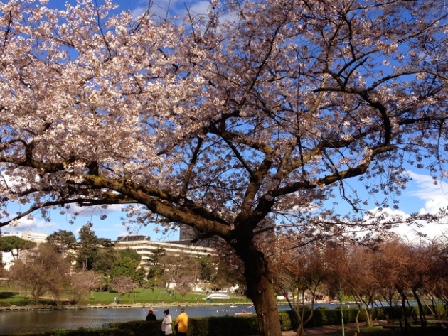 Hanami - Fioritura dei Sakura (Ciliegi giapponesi) all'Eur-Foto: sito ufficiale turismoroma