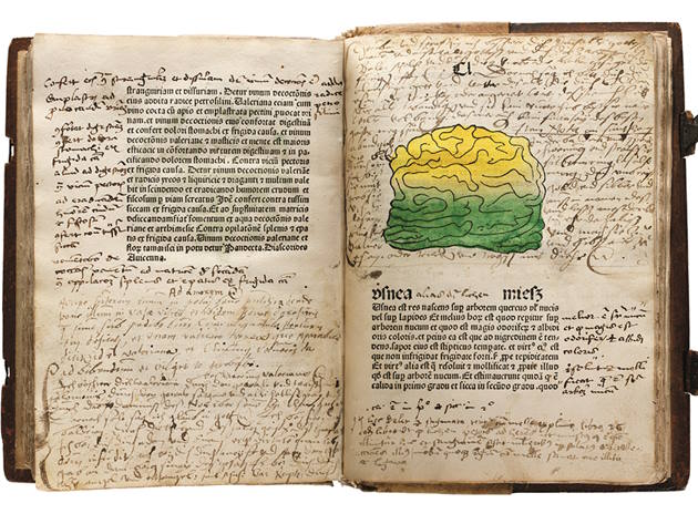 Herbarius, 1485, Collezione Peter Goop, foto Naomi Wenger Herbarius, 1485, Collezione Peter Goop, foto Naomi Wenger