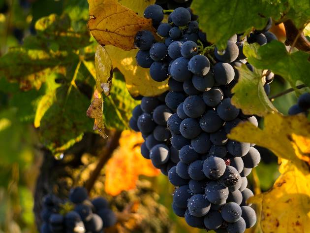 La Vendemmia di Roma 2021 La Vendemmia di Roma 2021