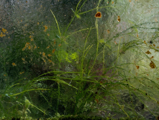 La vie en vert-Foto: sito ufficiale della Galleria del Cembalo La vie en vert-Foto: sito ufficiale della Galleria del Cembalo