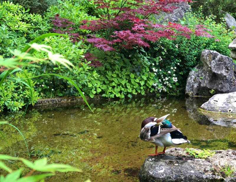 Laghetto Orto Botanico