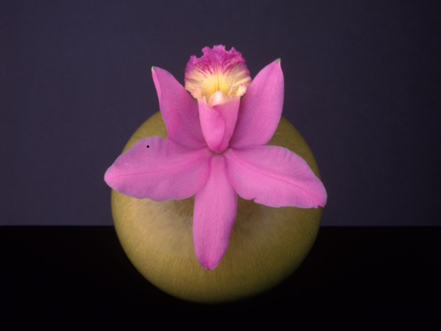 Orchid, 1987 © Robert Mapplethorpe Foundation. Used by permission.jpg Orchid, 1987 © Robert Mapplethorpe Foundation. Used by permission.jpg