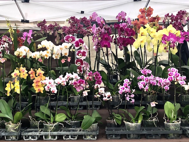 Ortidea 2024. Orchidee in mostra all'Orto Botanico-Foto: Bortolan&Carnevali