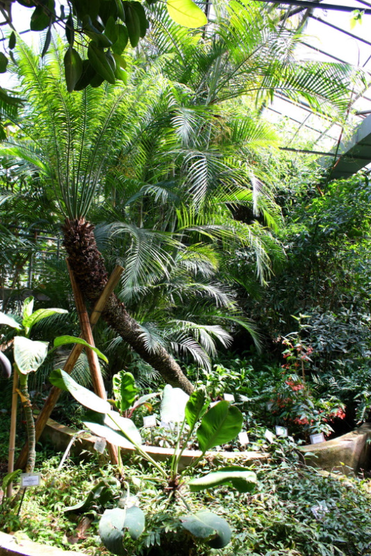 The Botanical Garden of Rome | Turismo Roma