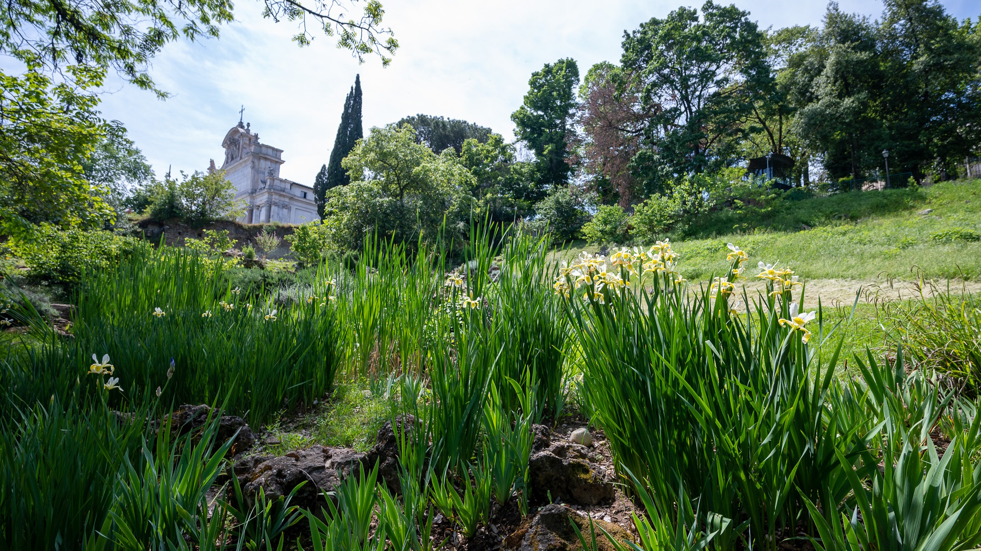 Orto Botanico di Roma - Iris