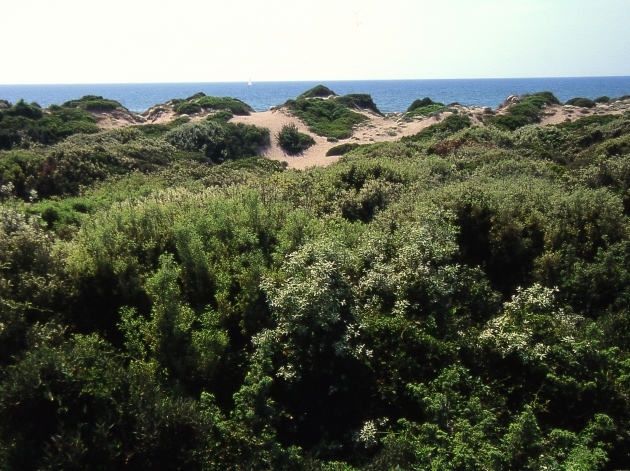 Le dune costiere