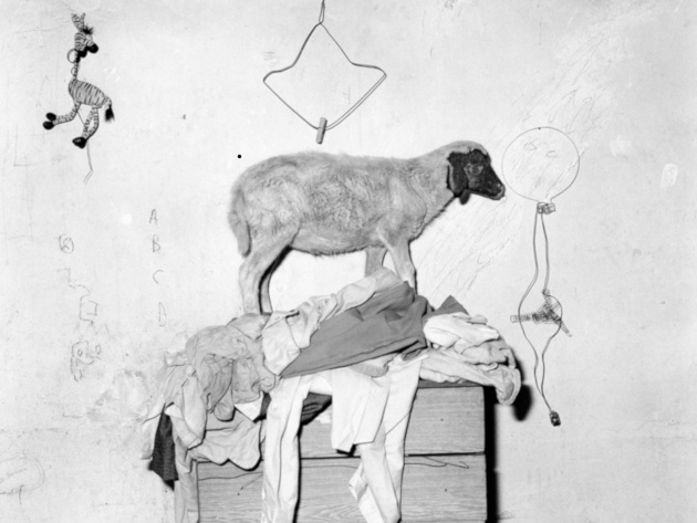 Roger Ballen, Sheep on cupboard, 2003 Roger Ballen, Sheep on cupboard, 2003