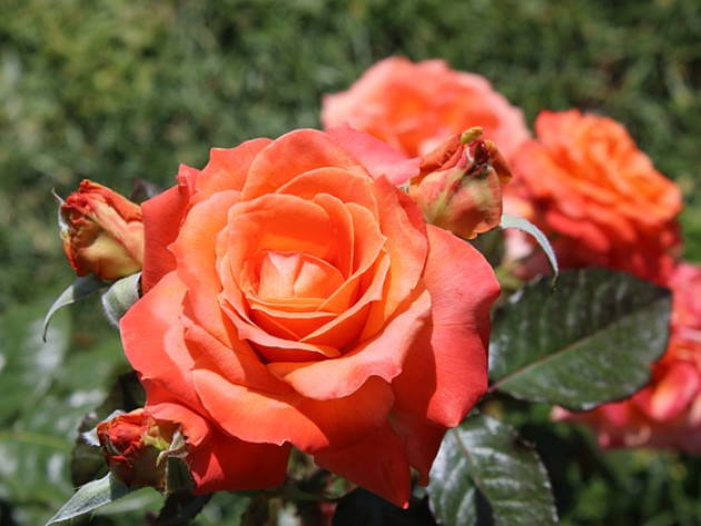 Roseto comunale Rosa in fiore