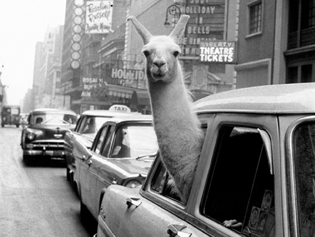 Un lama a Times Square, New York, 1957 © Fotohof archiv Inge Morath Magnum Photos Un lama a Times Square, New York, 1957 © Fotohof archiv Inge Morath Magnum Photos