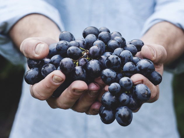 Vendemmia Vendemmia