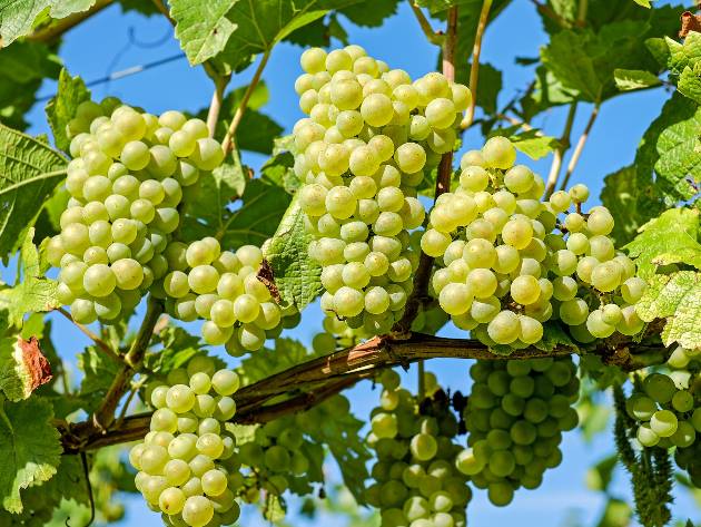 VAN 2021- Vignaioli Artigiani Naturali VAN 2021- Vignaioli Artigiani Naturali