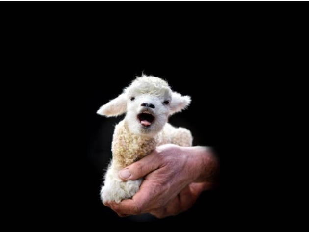 The Lamb Lies Down on Broadway 2.0 The Lamb Lies Down on Broadway 2.0