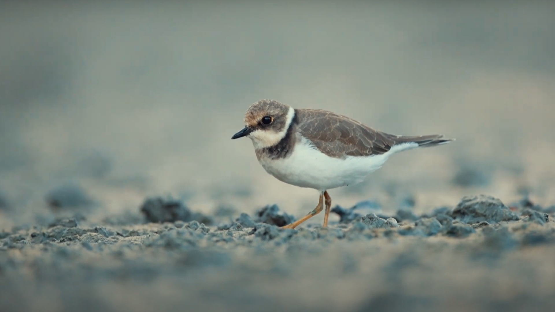 Mare di Roma - Natura Mare di Roma - Natura