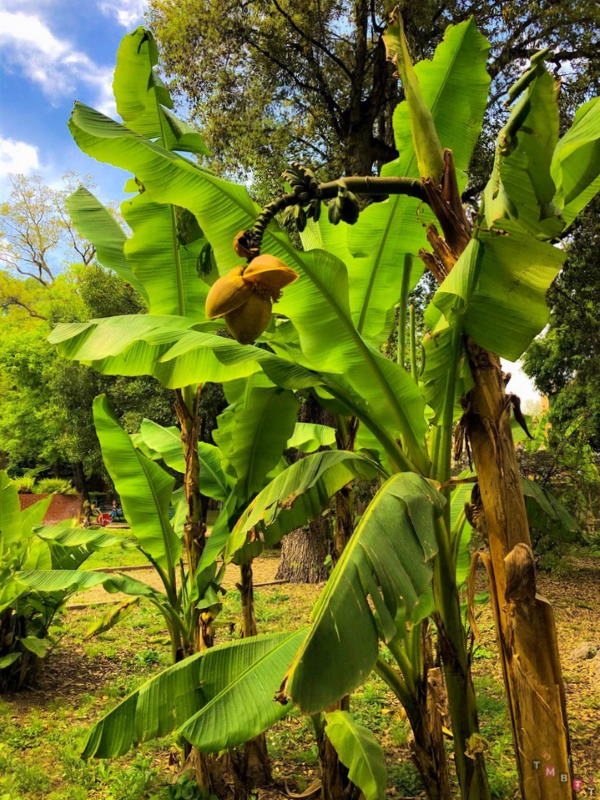 Pianta di banano Orto Botanico 