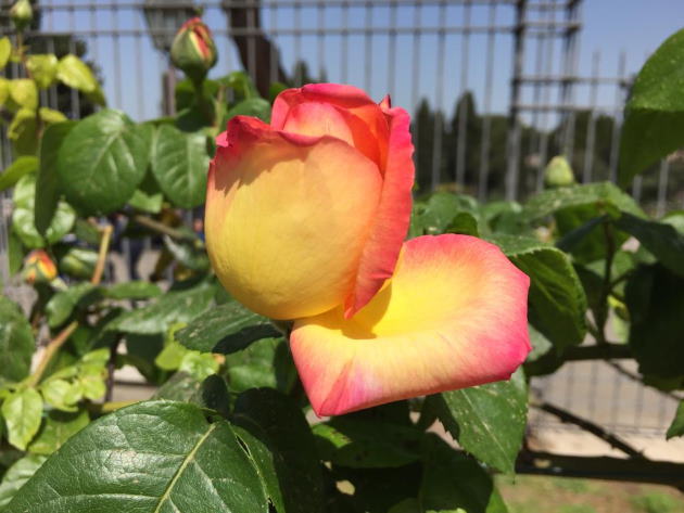 Apertura autunnale Roseto comunale Apertura autunnale Roseto comunale