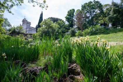 Orto Botanico di Roma - Iris Orto Botanico di Roma - Iris