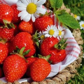 Fragole