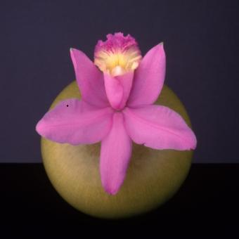 Orchid, 1987 © Robert Mapplethorpe Foundation. Used by permission.jpg Orchid, 1987 © Robert Mapplethorpe Foundation. Used by permission.jpg