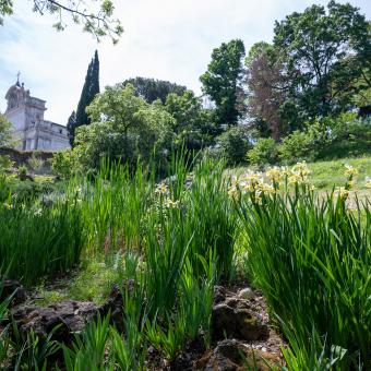 Orto Botanico di Roma - Iris