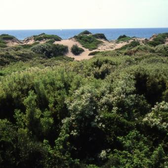 Le dune costiere Le dune costiere
