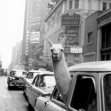 Un lama a Times Square, New York 1957 © Fotohof archiv Inge Morath Foundation Magnum Photos