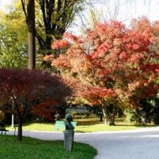 Orto Botanico di Roma - Acer Palmatum