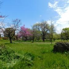 Parco di Villa Gordiani 