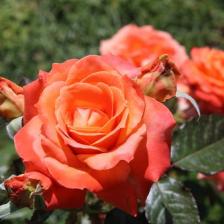 Rosa in fiore