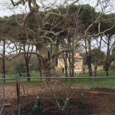 Foto profilo ufficiale Facebook Amici di Villa Borghese Foto profilo ufficiale Facebook Amici di Villa Borghese
