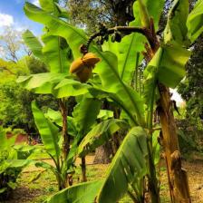 Pianta di banano Orto Botanico 