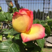 Apertura autunnale Roseto comunale