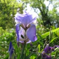 Il Giardino di Ninfa