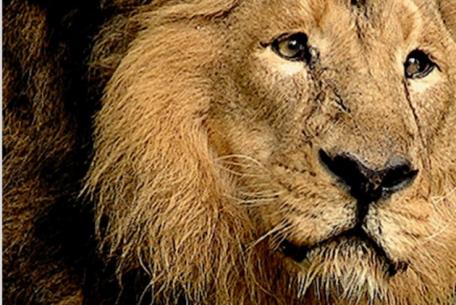 Itinerario culturale Animali della Bibbia-Foto: sito ufficiale del Bioparco Itinerario culturale Animali della Bibbia-Foto: sito ufficiale del Bioparco