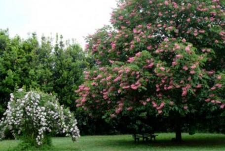 Giardino delle Rose Del Bufalo di Valleranello 