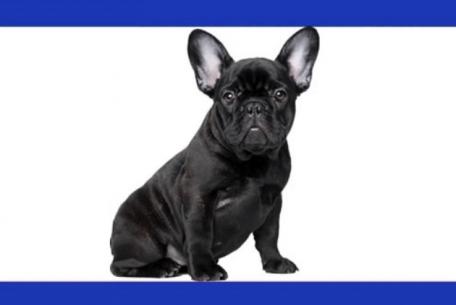 International Dog Show Roma 2019 International Dog Show Roma 2019