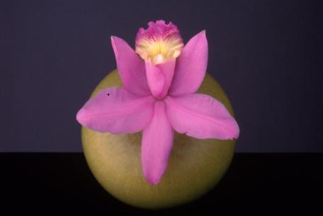 Orchid, 1987 © Robert Mapplethorpe Foundation. Used by permission.jpg Orchid, 1987 © Robert Mapplethorpe Foundation. Used by permission.jpg
