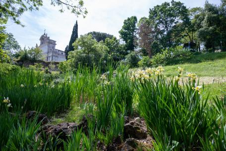 Orto Botanico di Roma - Iris