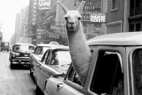Un lama a Times Square, New York, 1957 © Fotohof archiv Inge Morath Magnum Photos Un lama a Times Square, New York, 1957 © Fotohof archiv Inge Morath Magnum Photos