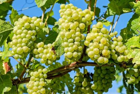 VAN 2021- Vignaioli Artigiani Naturali VAN 2021- Vignaioli Artigiani Naturali