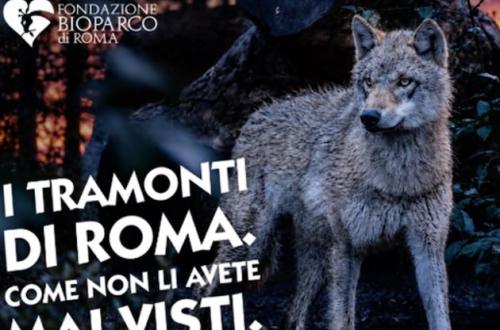 Il Bioparco al Tramonto-Foto: locandina ufficiale della manifestazione