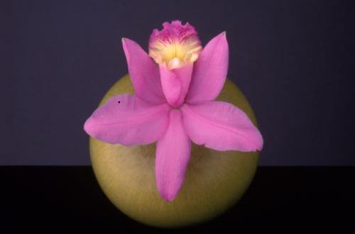 Orchid, 1987 © Robert Mapplethorpe Foundation. Used by permission.jpg