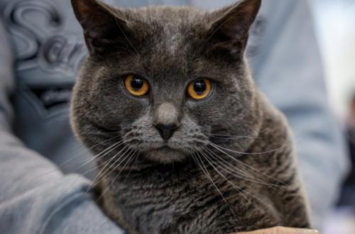 Quattrozampeinfiera 2026