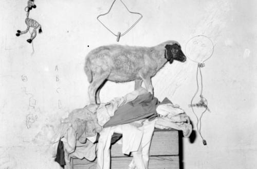 Roger Ballen, Sheep on cupboard, 2003